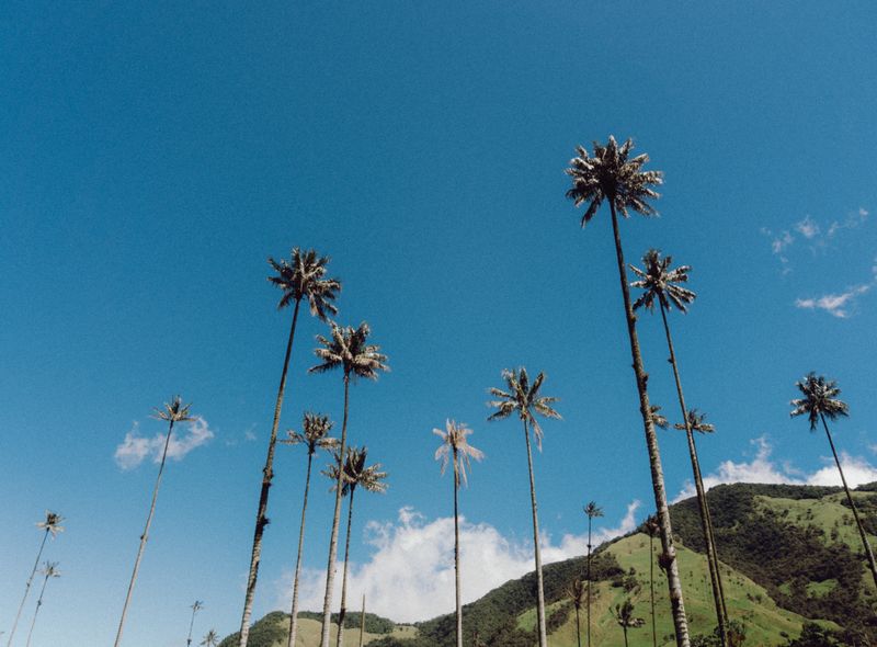 Groepsreis Colombia - Valle de Cocora