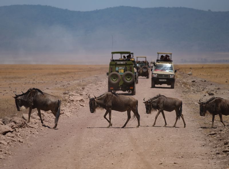 groepsreis Kenia Tanzania wildebeest Ngorongoro safari