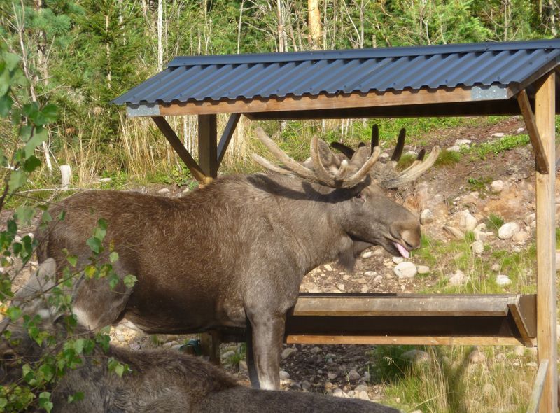 Groepsreis Zweden, Denemarken