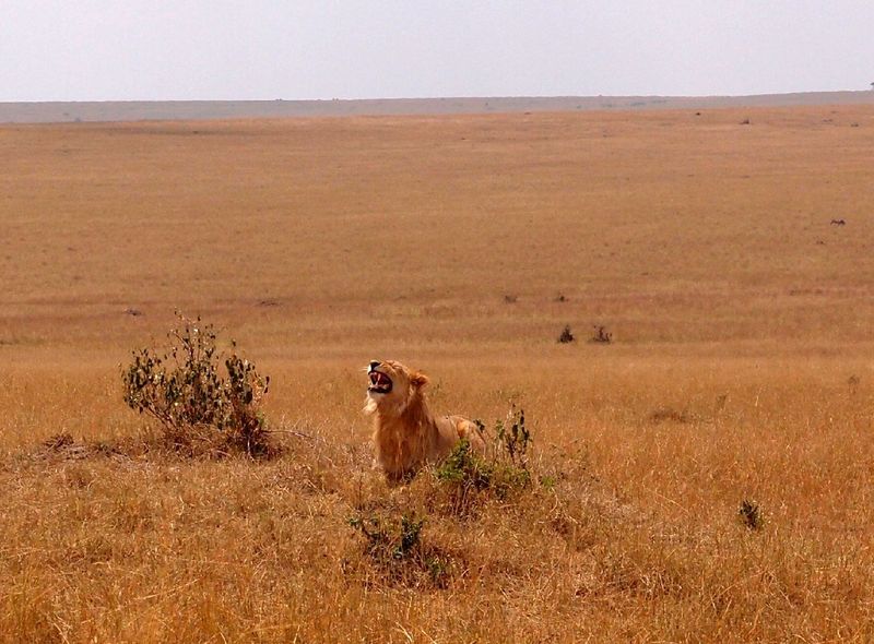 KEGO Masai Mara National Park wildlife safari Tanzania Oeganda Kenia