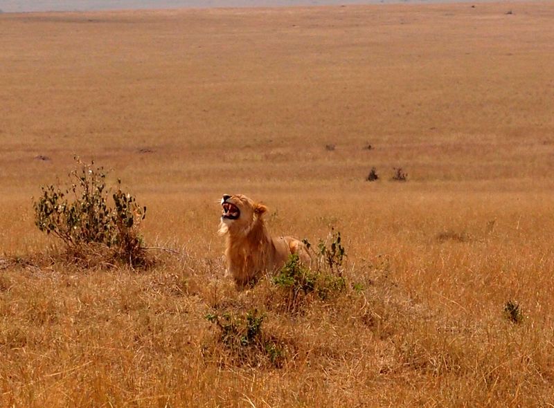 Tanzania & Zanzibar Masai Mara National Reserve safari