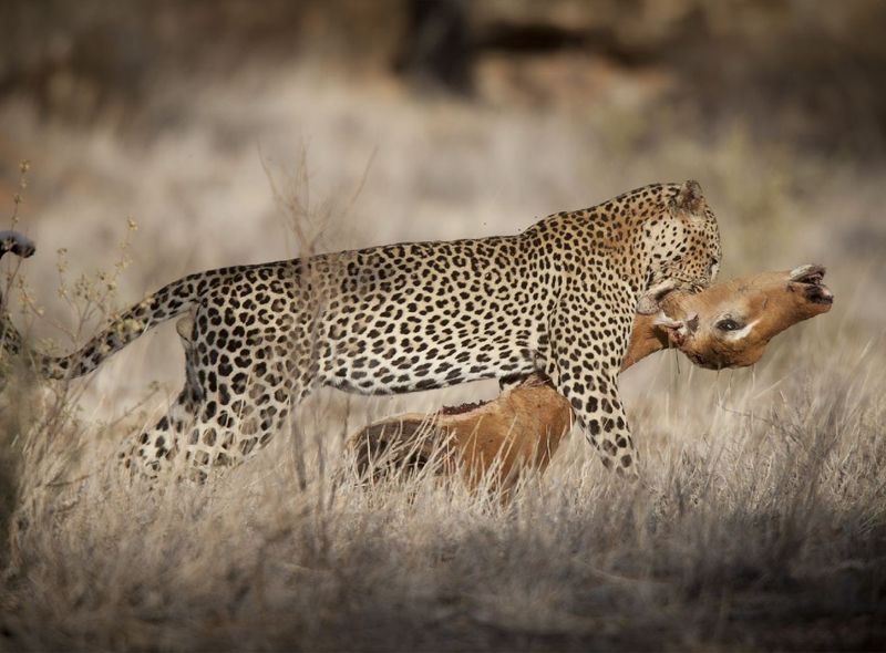 Kenia Samburu National Reserve luipaard