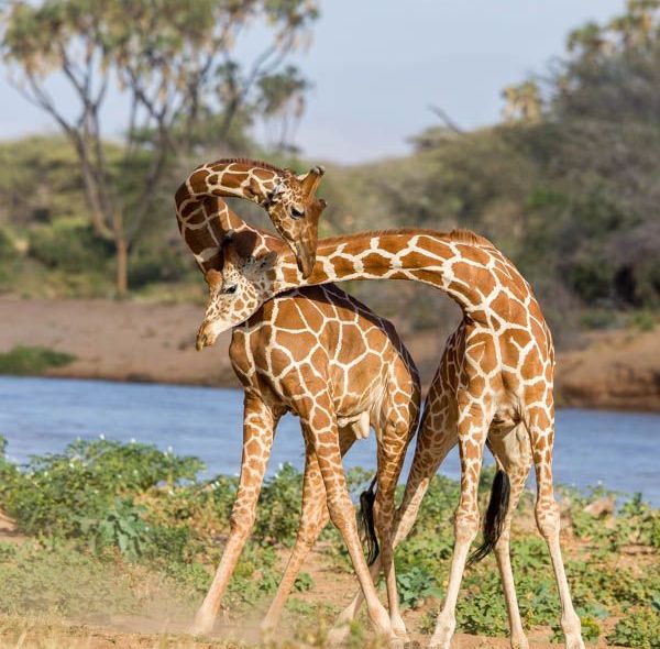 Kenia Samburu National Park giraf