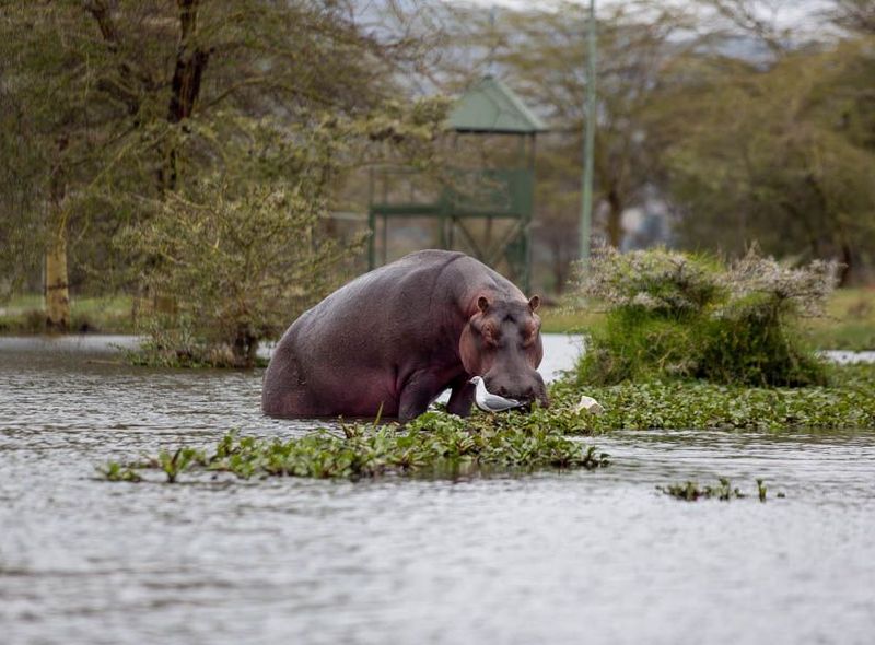 Kenia groepsreis nijlpaard boottocht