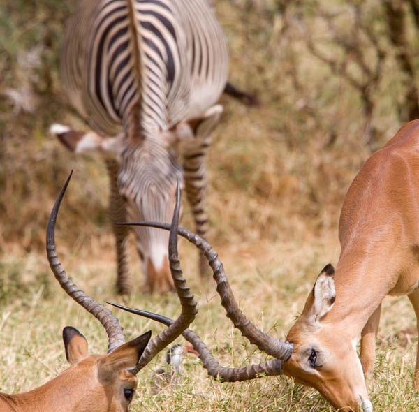 Kenia groepsreis Samburu National Reserve zebra en impala's