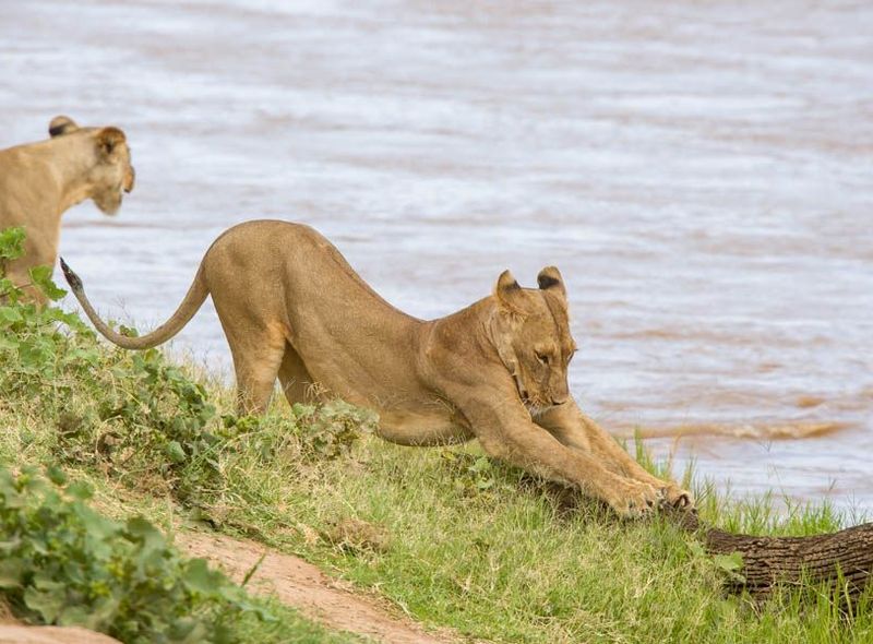 Kenia Samburu National Reserve leeuwen