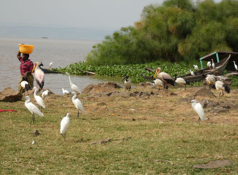 groepsreis Kenia Tanzania Lake Victoria Speke Bay