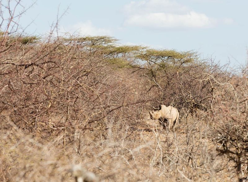 Kenia Vergeten route neushoorn