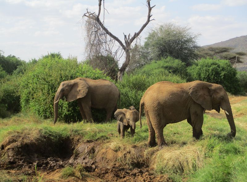 Kenia Samburu National Reserve olifanten safari