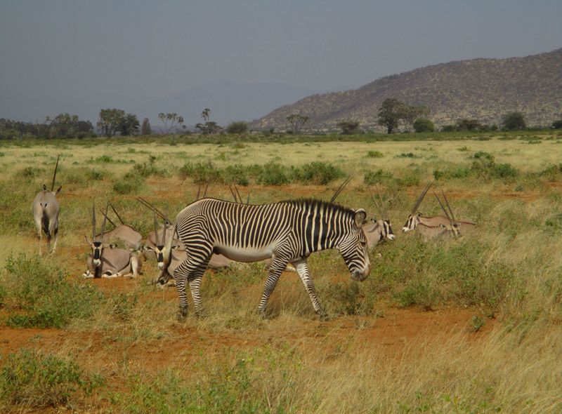 Kenia safari zebra en antilopen oryx