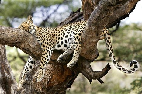 Luipaard jeepsafari wildlife nationale parken Afrika Tanzania