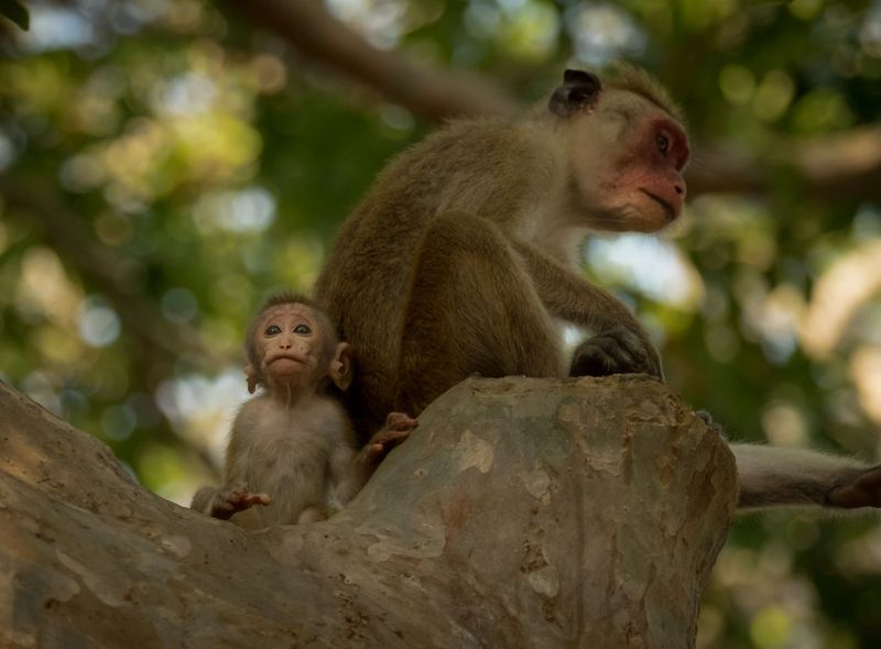 Sri Lanka