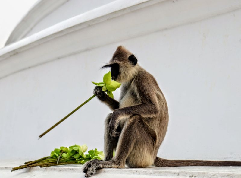 Groepsreis Sri Lanka