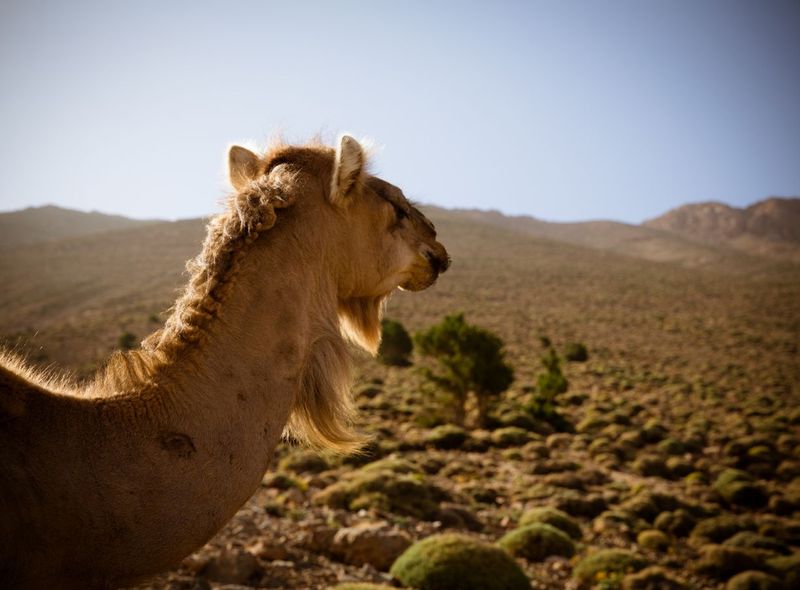 Marokko kameel