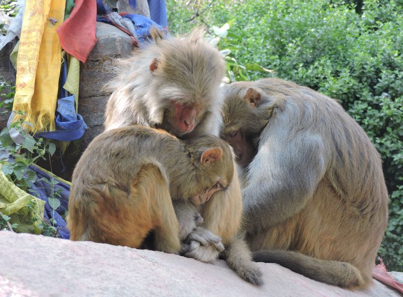 groepsreis Nepal