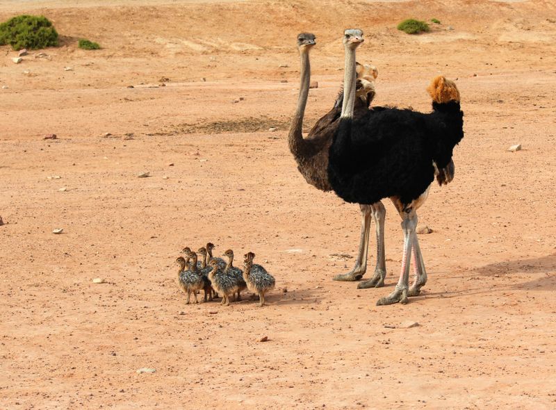 Struisvogels