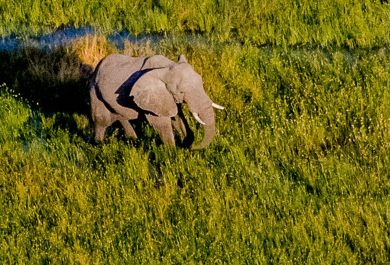 dwars door Zuid-Afrika Botswana Zimbabwe safari
