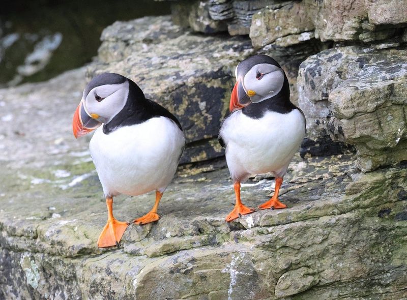 Groepsreis Schotland wildlife puffin