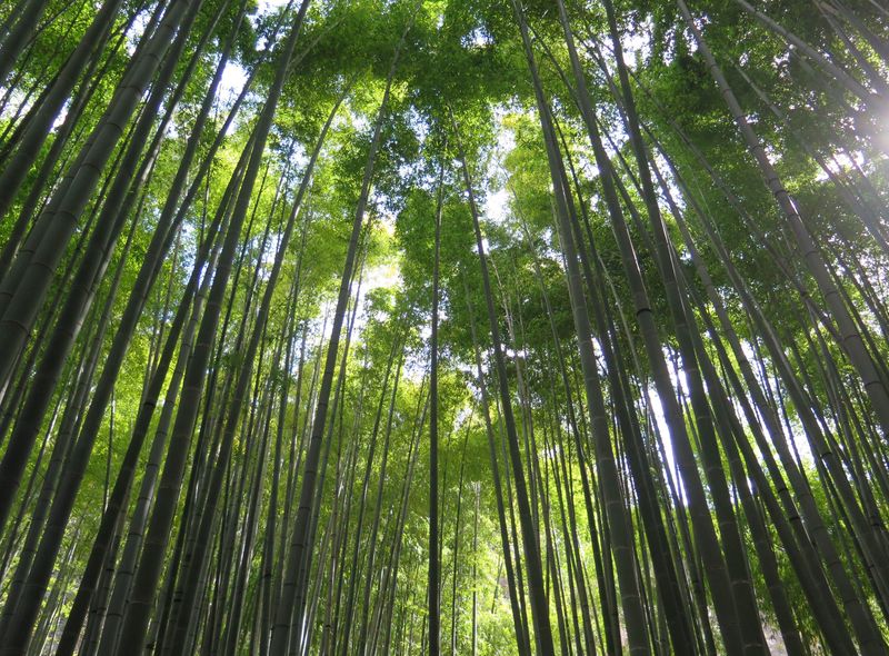 Groepsreis Japan