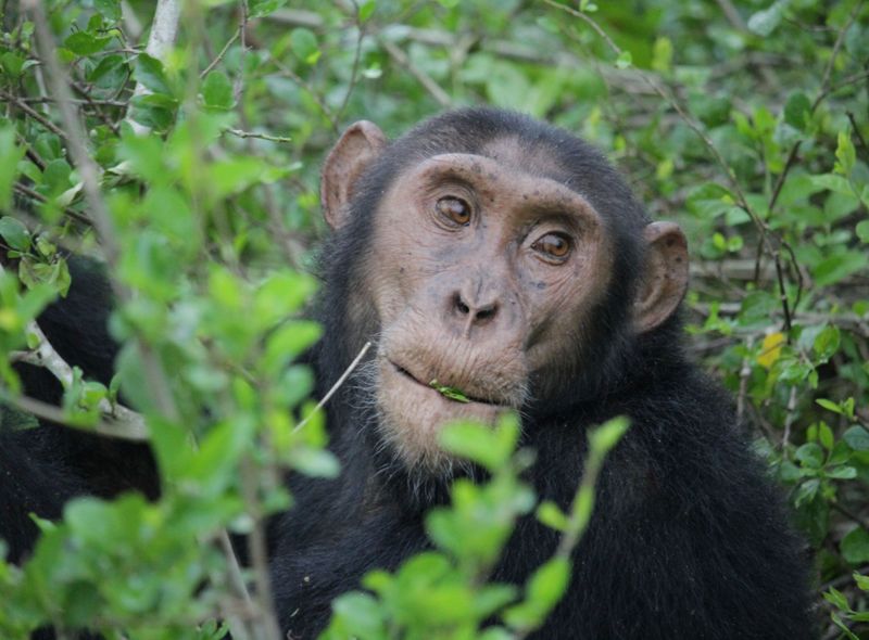 Oeganda Queen Elisabeth National Park chimpansee