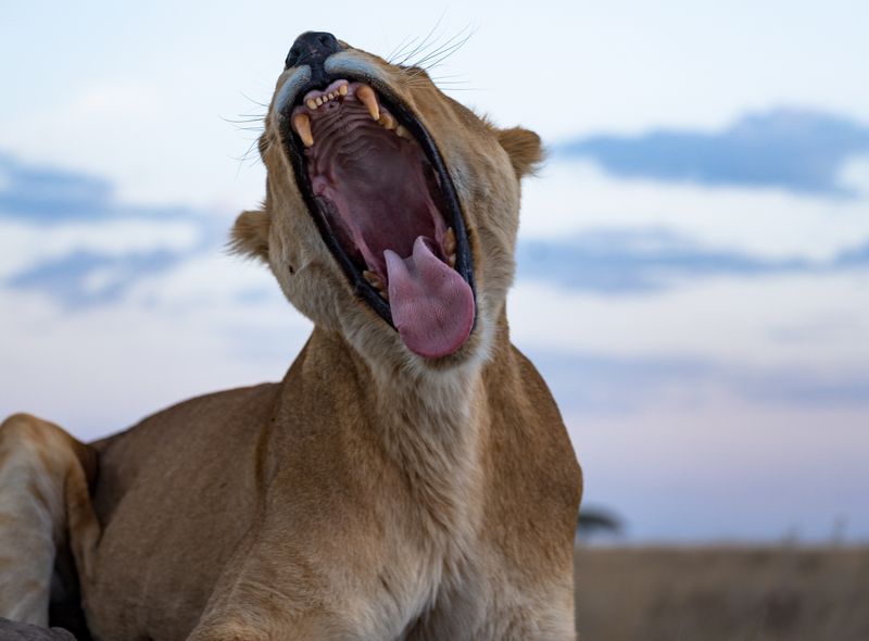 Tanzania Kilimanjaro