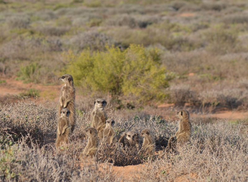 Zuid-Afrika Swaziland Lesotho groepsreis rondreis selfdrive safari wildlife