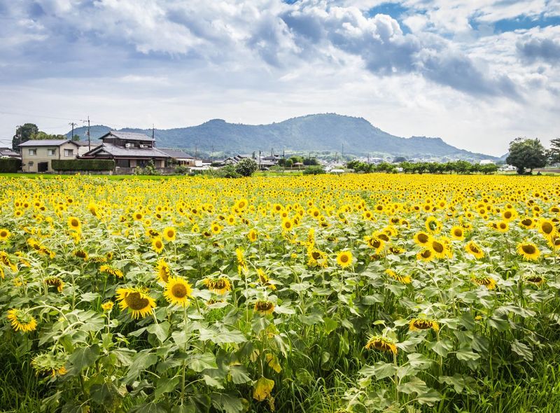 Groepsreis Japan