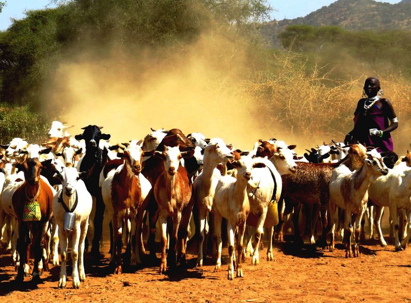 groepsreis Kenia Tanzania maasai
