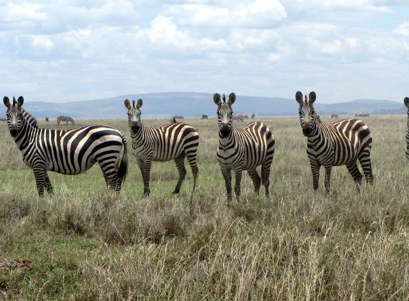 Ngorongoro Tanzania zebra's