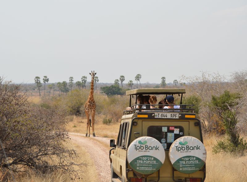 Jeepsafarai Serengeti Tanzania giraf