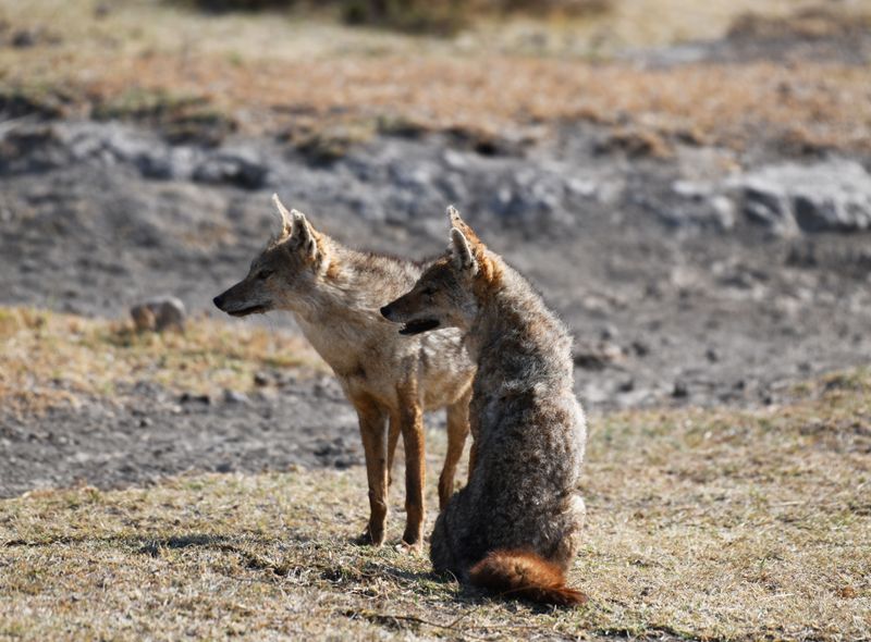 Jackals in Ngorongro Crater