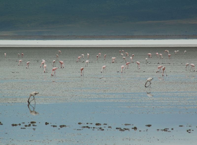 Flamingo's Lake Natron Tanzania