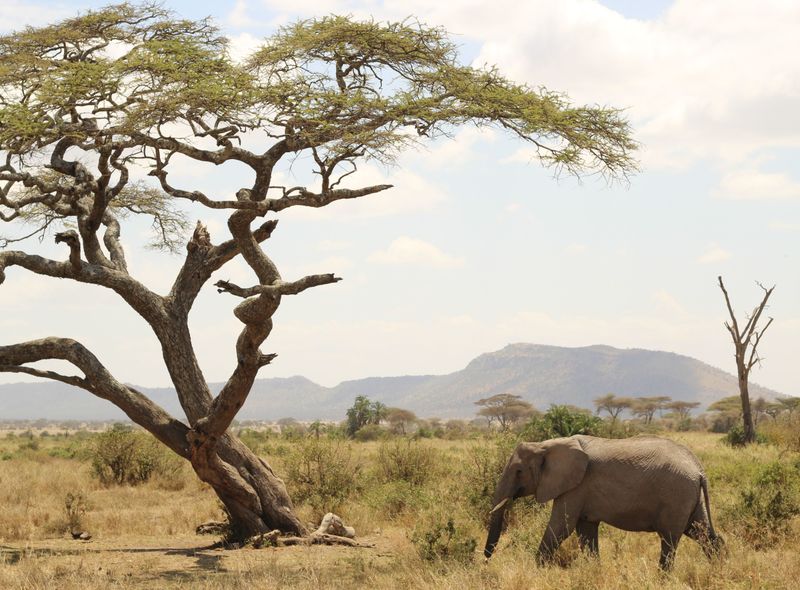 Serengeti Tanzania olifant safari
