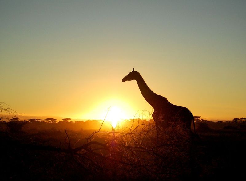 Zonsondergang in Serengeti Tanzania giraf