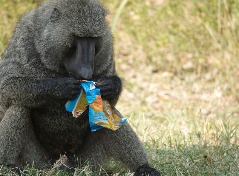 Oeganda en Rwanda safari baviaan