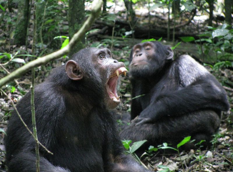 Oeganda Queen Elisabeth National Park chimpansees safari