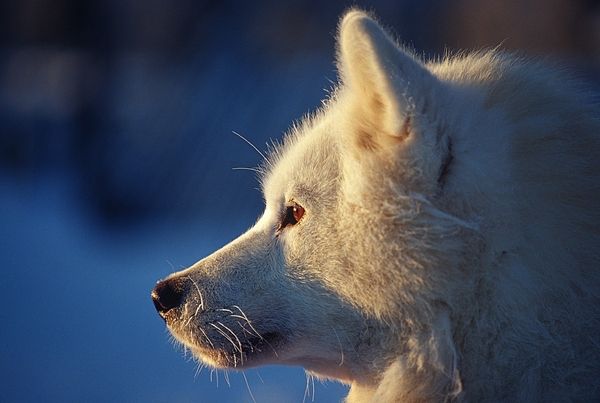 hondje