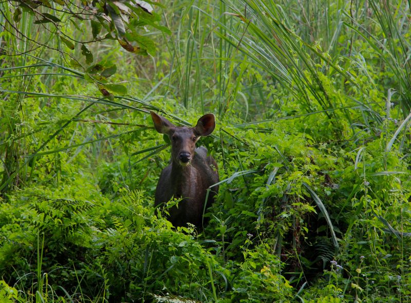 Chitwan N.P. Chitwan deer groepsreis Nepal