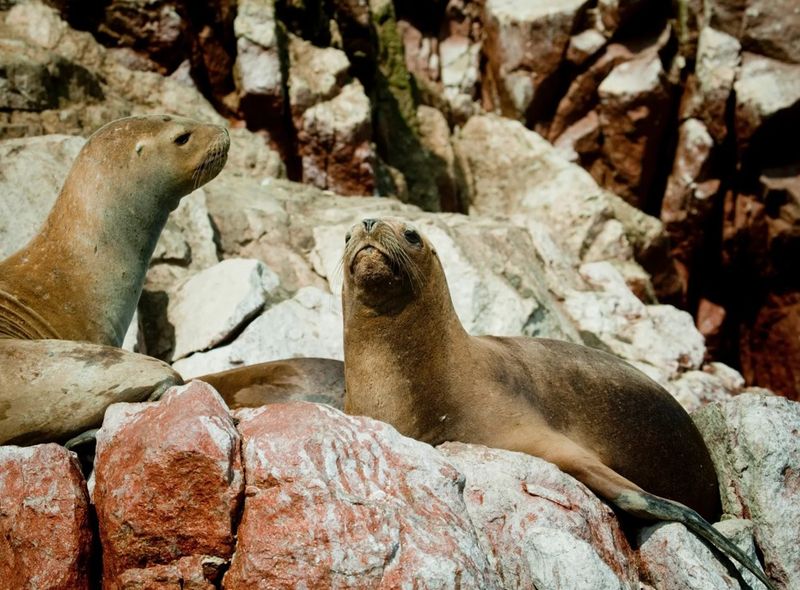 Zeehonden Islas Ballestas