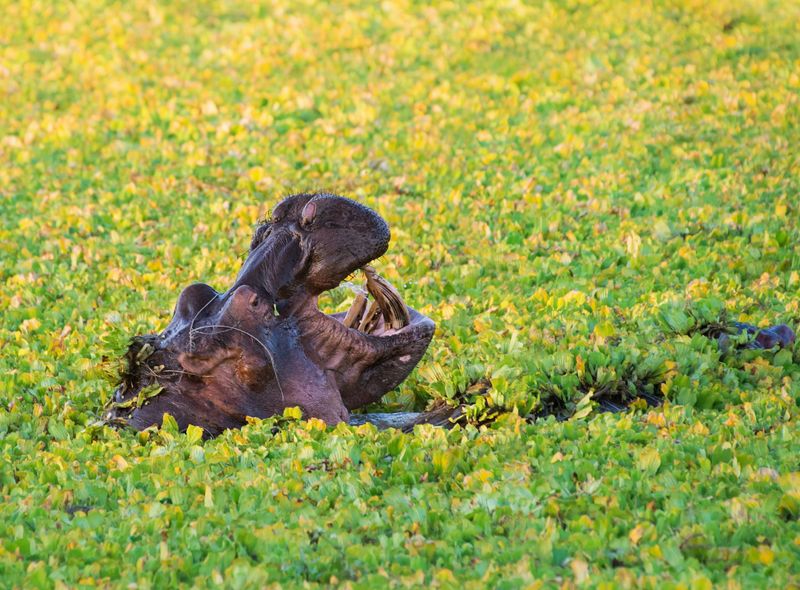 Zambia Zambezi nijlpaard kanotocht