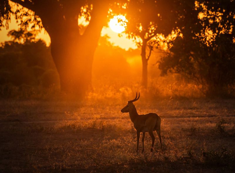 Zambia safari gazelle South Luangwa National Park zonsondergang
