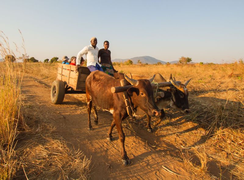 Zambia groepsreis ezelkar