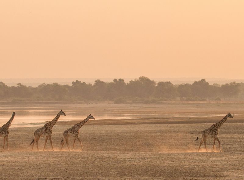 Zambia savanne giraffen