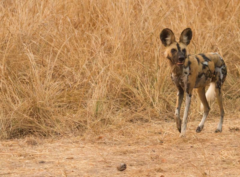 Zambia spotted hyena South Luanga safari