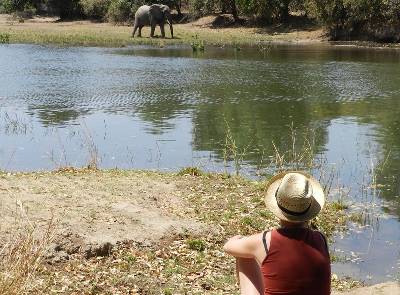 Zambia kamperen aan de Zambezi rivier olifant
