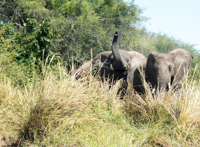 Zambia olifanten kanotocht