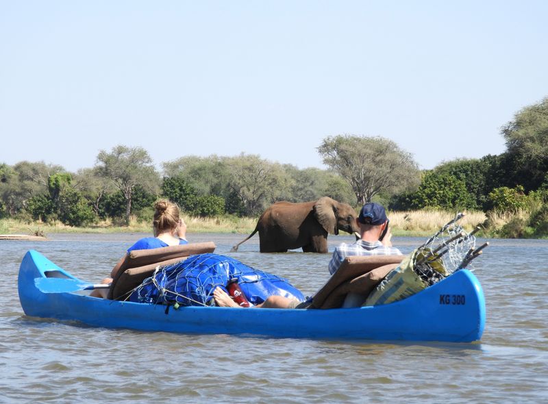 Zambia een olifant in de Zambezi rivier tijdens een meerdaagse kanotocht