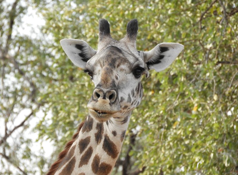Zambia giraf safari met jeep South Luangwa