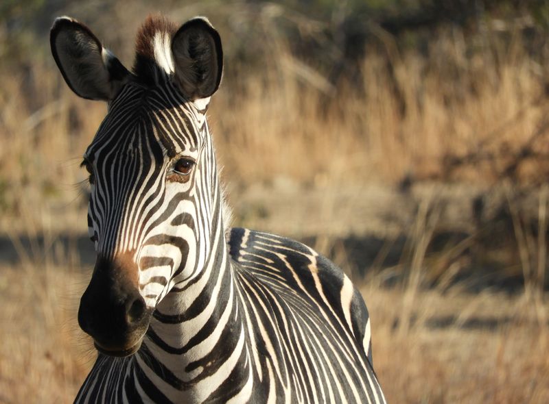 Zambia zebra South Luangwa safari