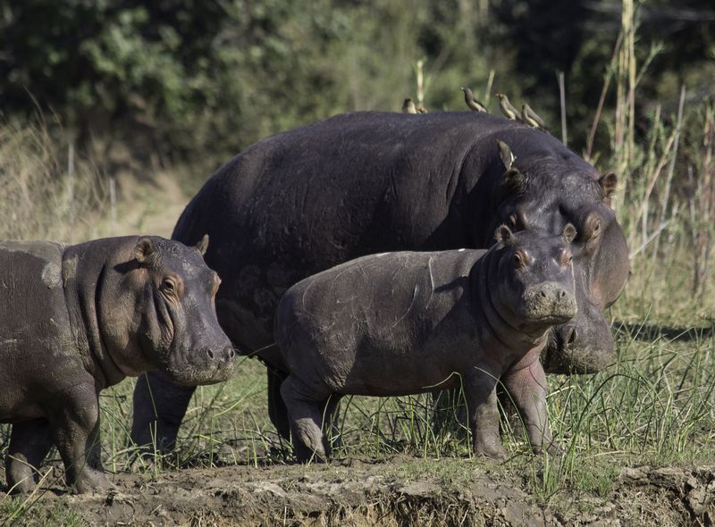 Zambia nijlpaarden safari